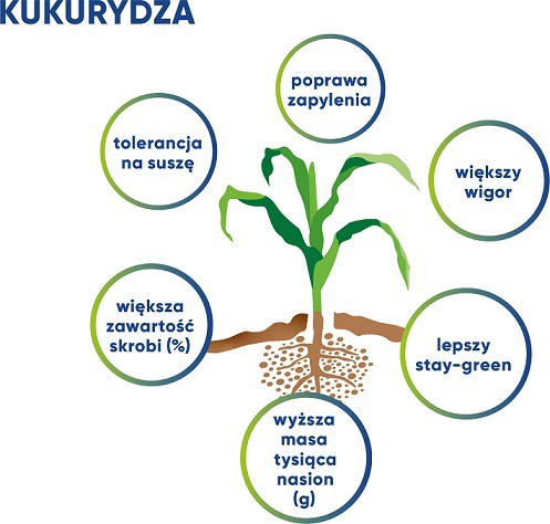 kukurydza 1.2