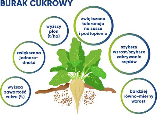 burak cukrowy 1.2