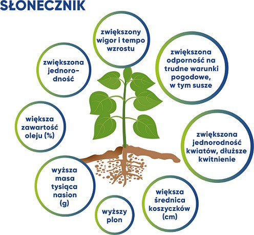 slonecznik 1.2